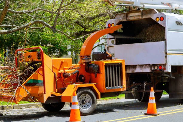 Tree Removal