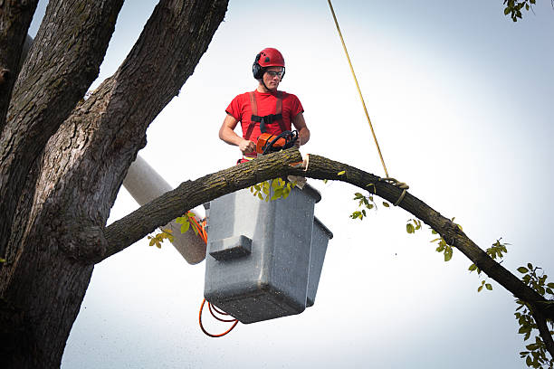 Best Tree Risk Assessment  in Charlotte, MI