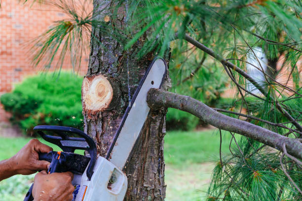 How Our Tree Care Process Works  in  Charlotte, MI